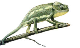 Chamaeleon